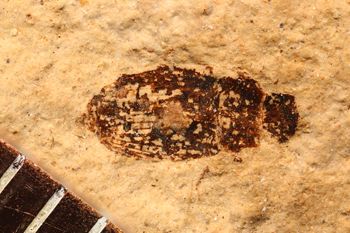 Media type: image;   Entomology PALE-4066